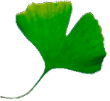 List stromu Ginkgo biloba<br>| foto: archiv redakce ČINu